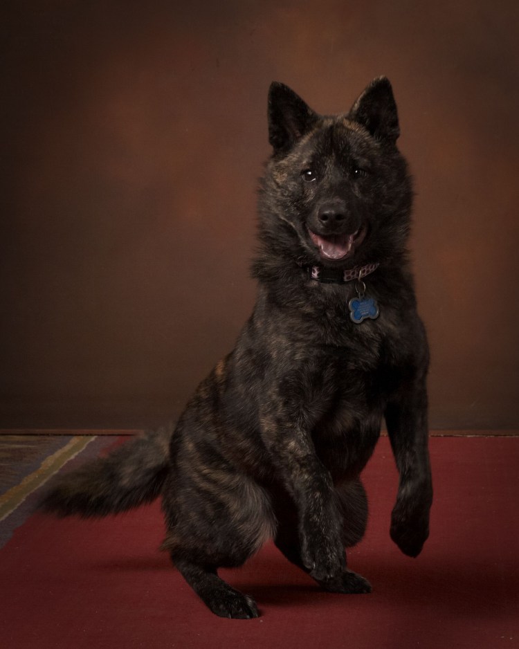 Кай Кен собака щенки