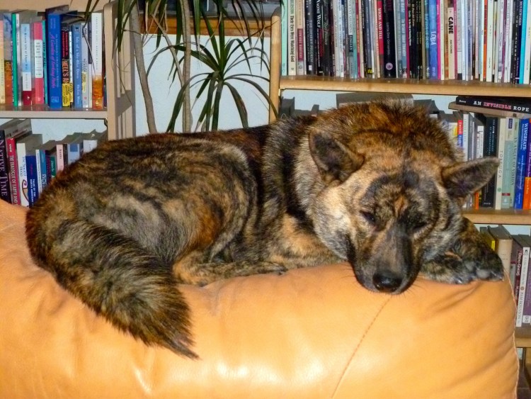 Тигровая собака Кай