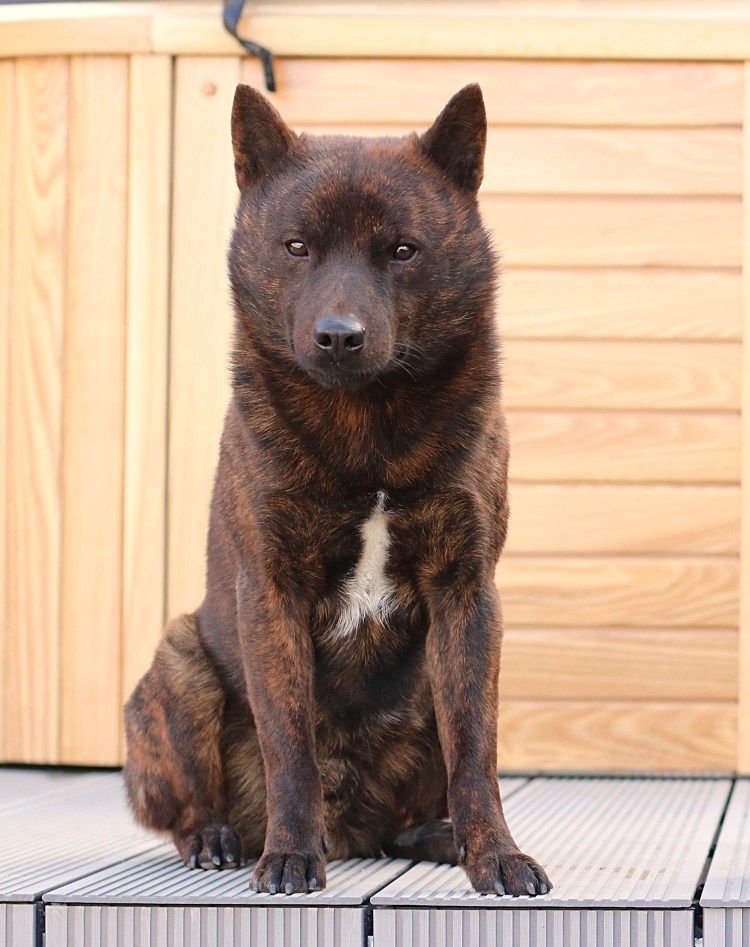 Кайкен порода собак