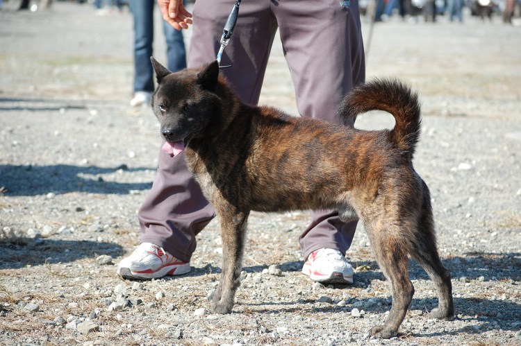 Кай Кен порода собак