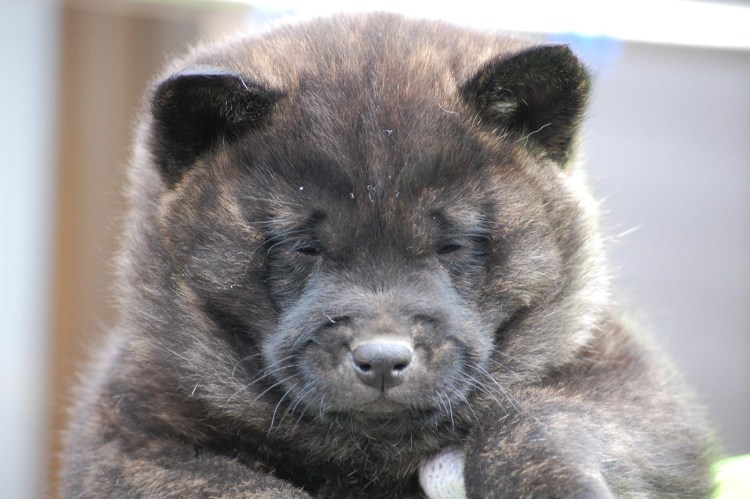 Айну ину собака