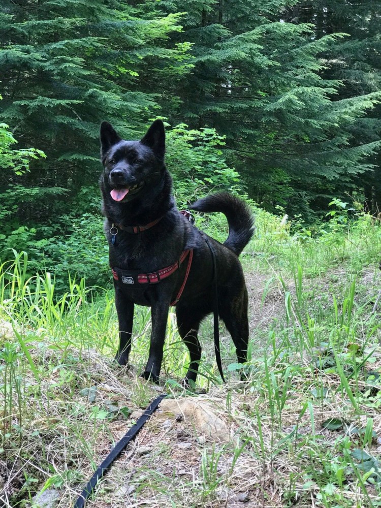 Хоккайдо (порода собак)