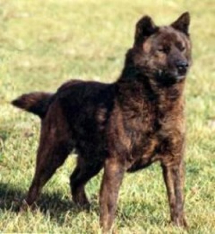 Кай Кай порода щенок