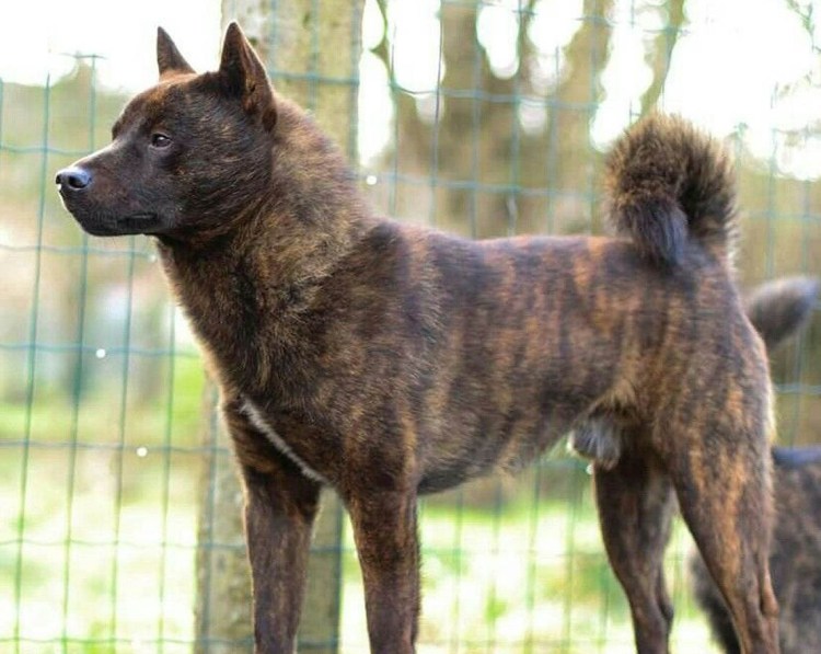 Кай Кен порода собак