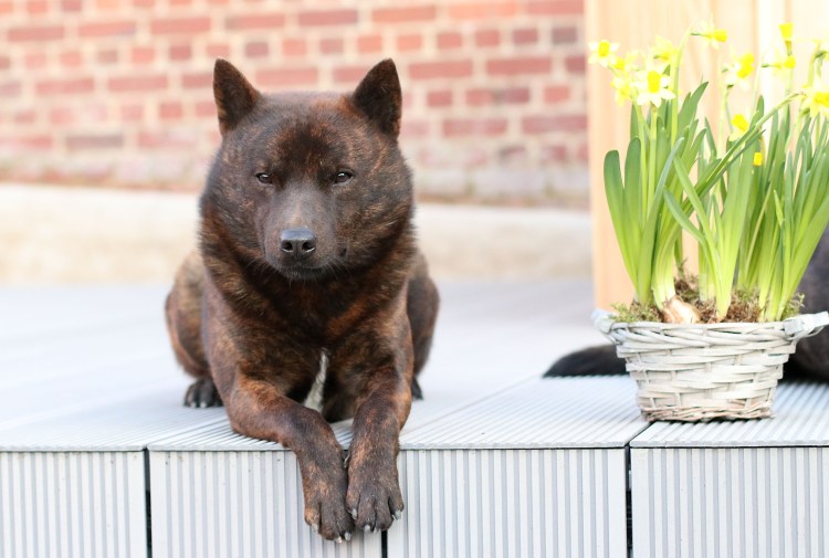 Тигровая собака Кай рост