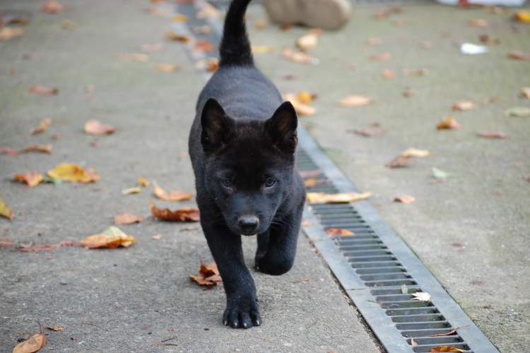 КАИ (порода собак)