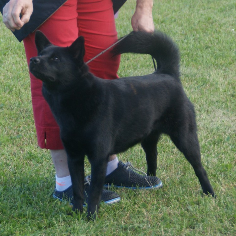 КАИ Кэн черный