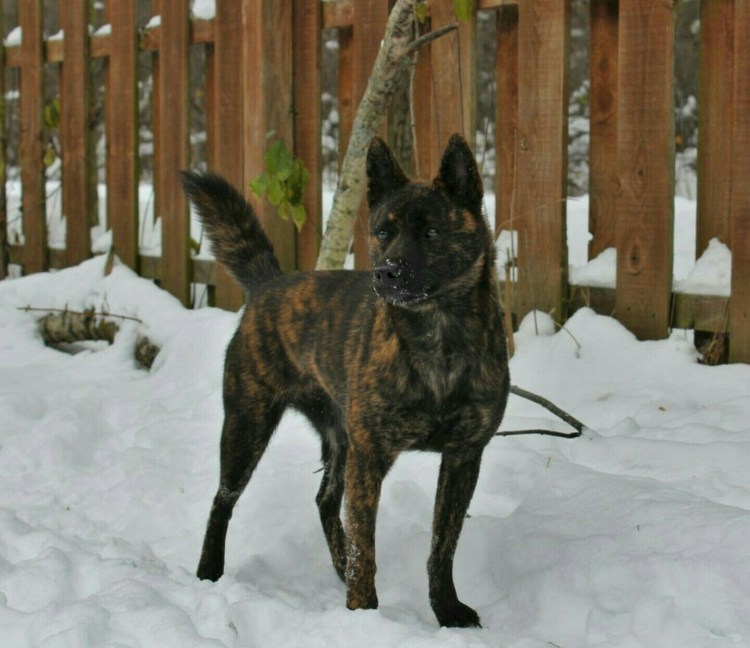 Собака похожая на медведя