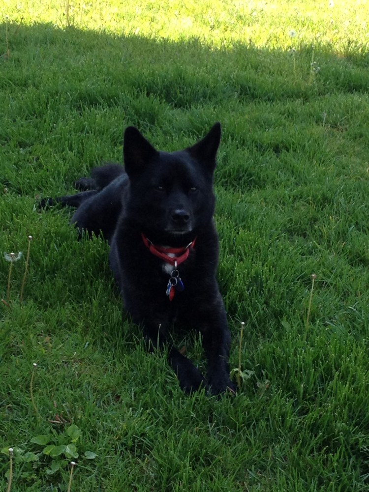 Кай Кен порода собак черный