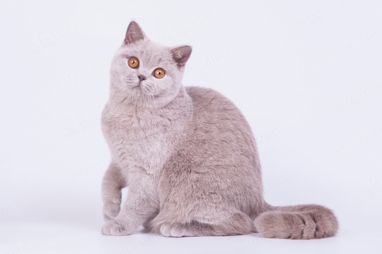Британская Британская кошка