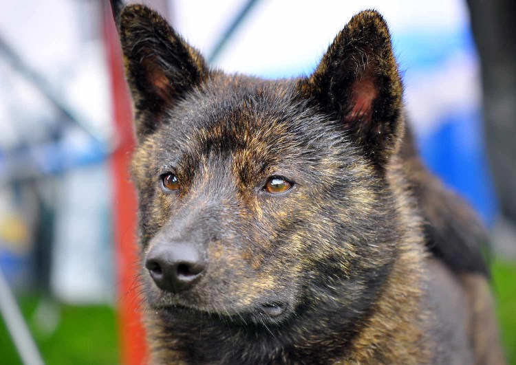 Кай ину чёрный