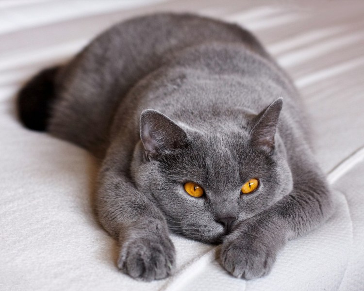 Британская кошка