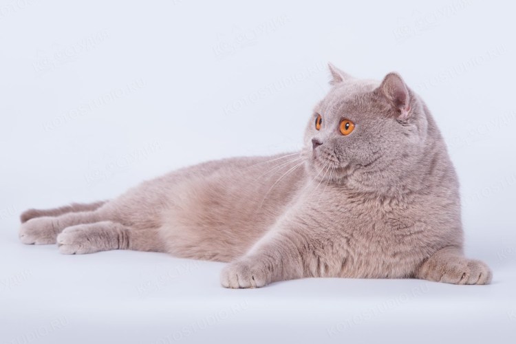 Витанская короткошёрстная кошка