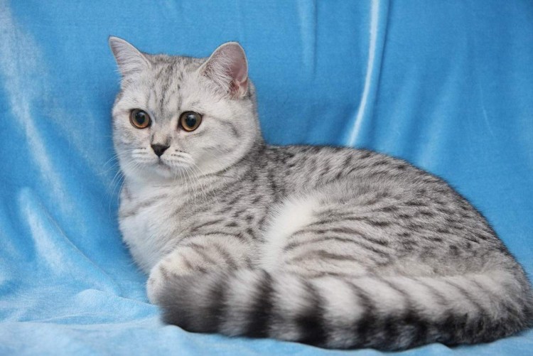 Британская шиншилла белая