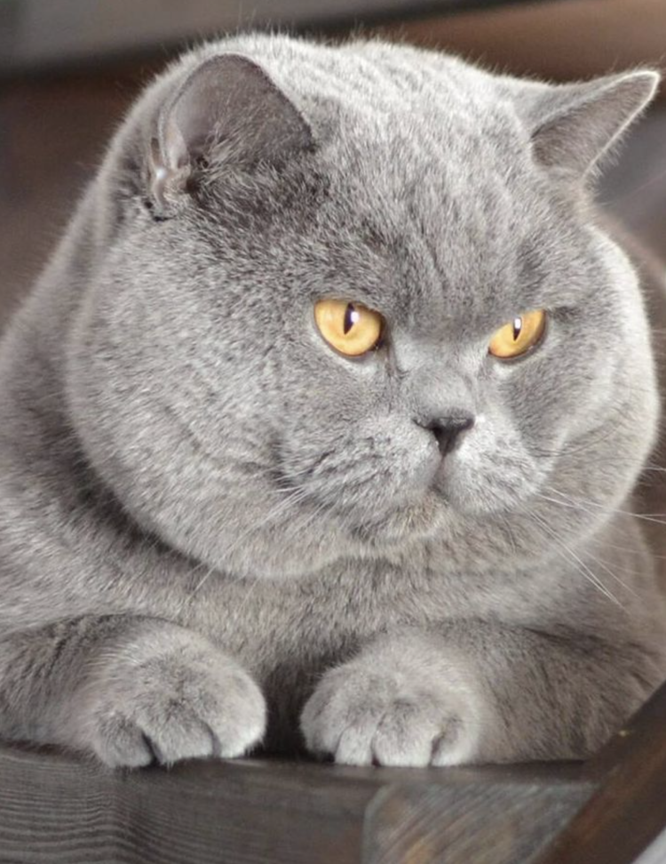 Британец короткошерстный