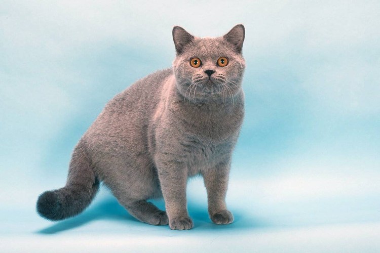 Британец кошка