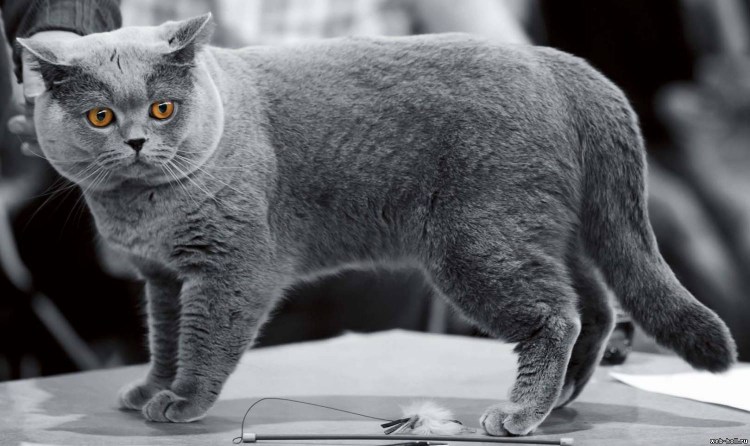 Британский короткошерстный кот серый