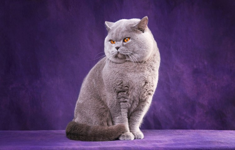 Порода Бритиш Шортхэйр