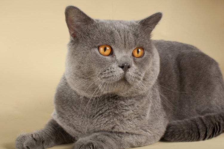 Британская короткошёрстная кошка