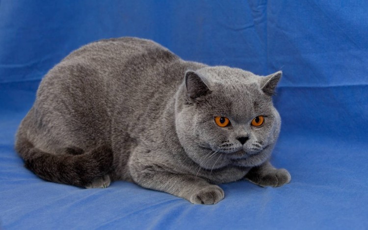 Британская короткошёрстная кошка