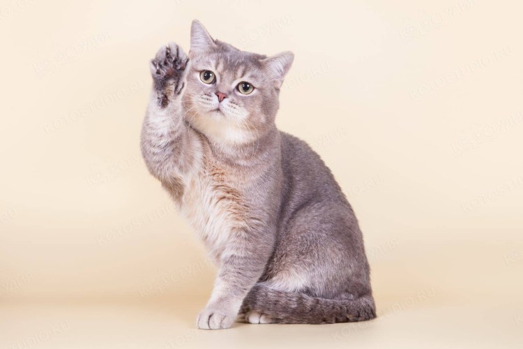 Британский кот дымчатый