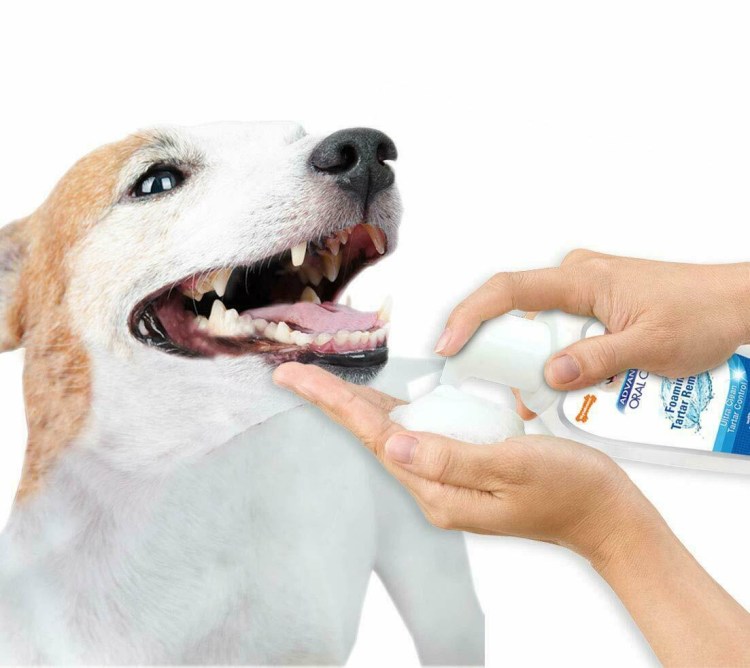 Чистка полости рта у собак