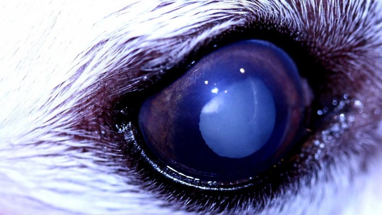 Катаракта у йоркширского терьера