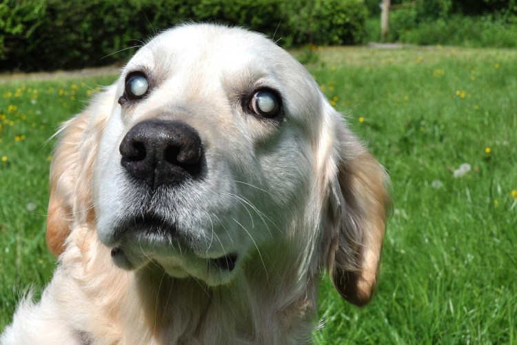 Прибор для измерения внутриглазного давления у животных