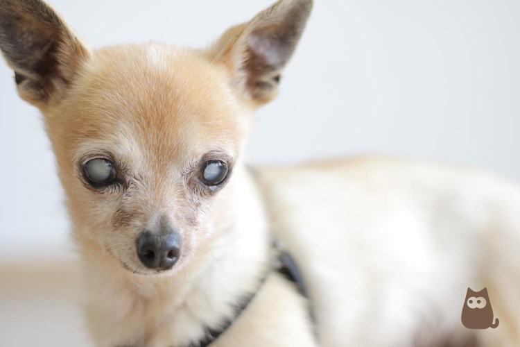 Фолликулярный конъюнктивит у собак