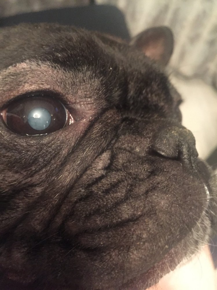 Порода собак с шерстью на глазах