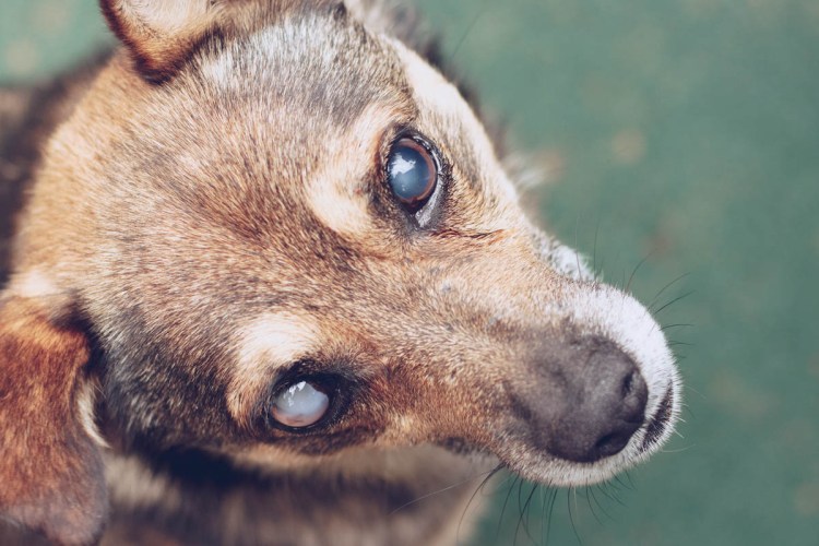 Слепые собаки