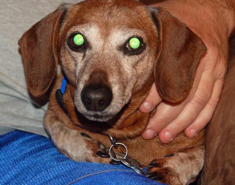 Пигментный кератит у мопсов