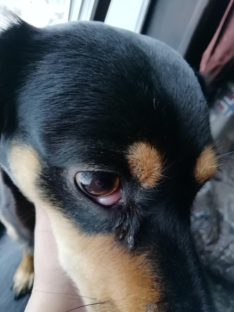 Пигментозный кератит у МОПСА