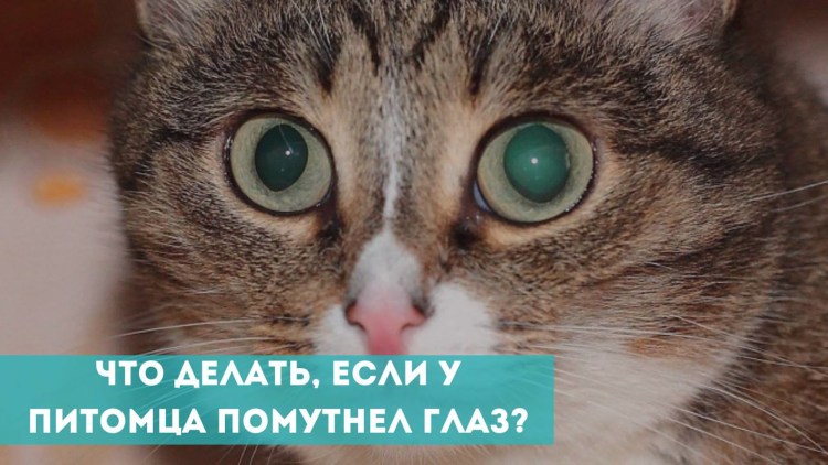 Пигментозный кератит у МОПСА