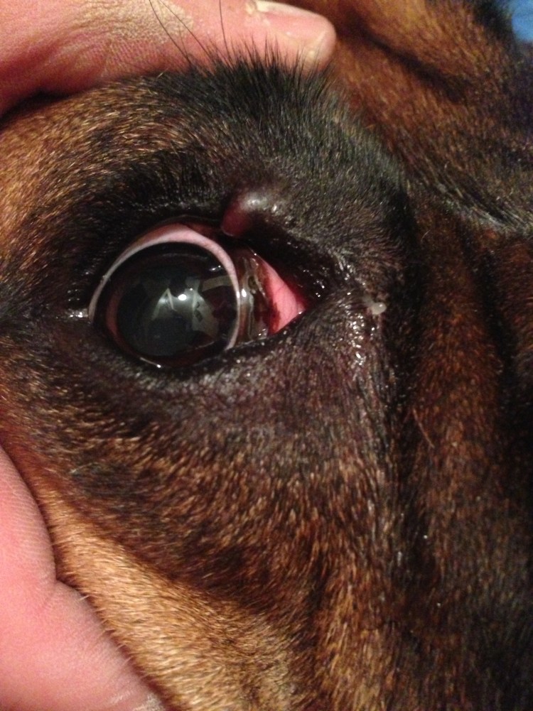 Косоглазие у собак