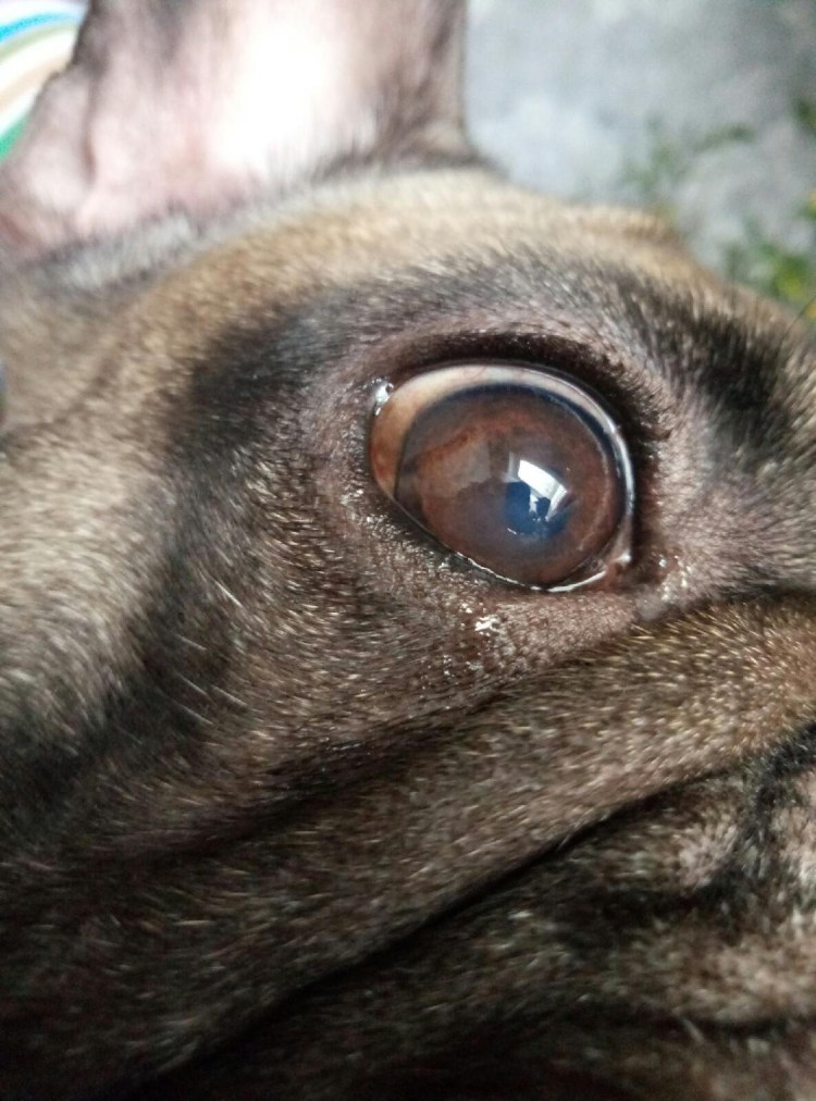 Глаза собаки