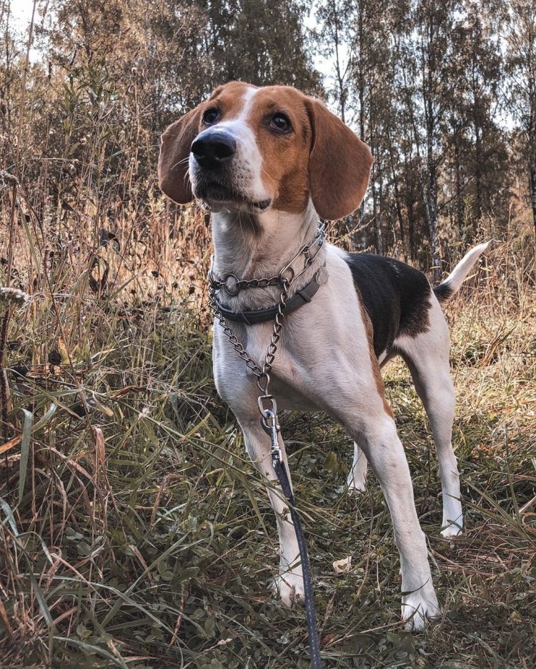 Собака Эстонская гончая