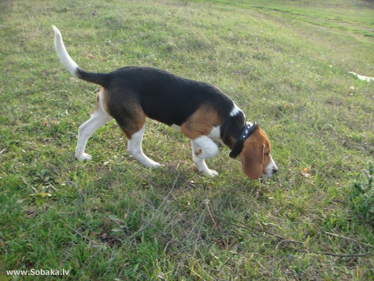 Эстонская гончая чепрачный