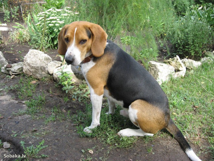 Собака Эстонская гончая