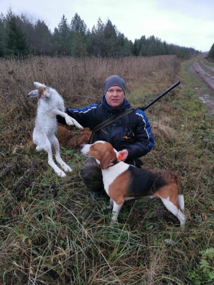 Эстонская гончая