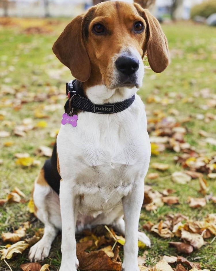 Эстонская гончая