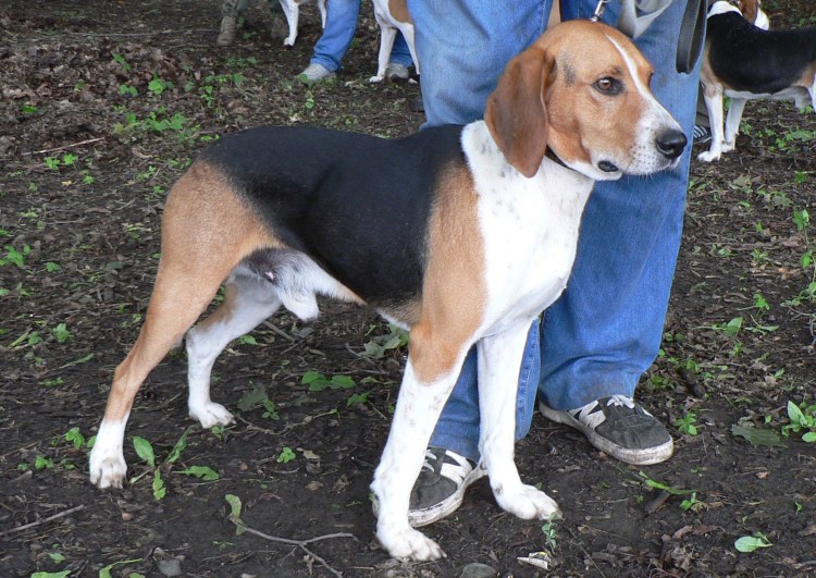 Эстонская гончая биколор