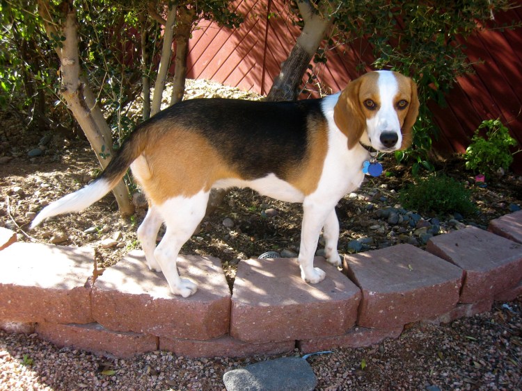 Смесь бигля и эстонской гончей