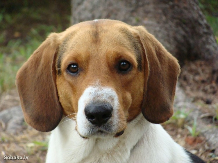 Эстонская гончая