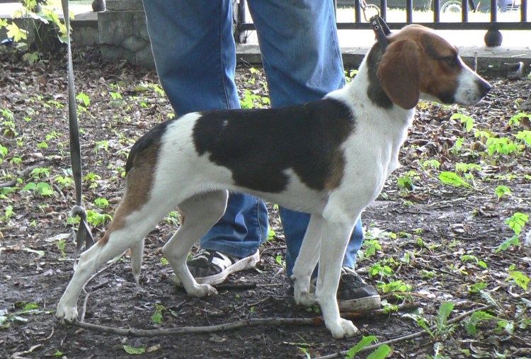 Эстонская гончая альбинос