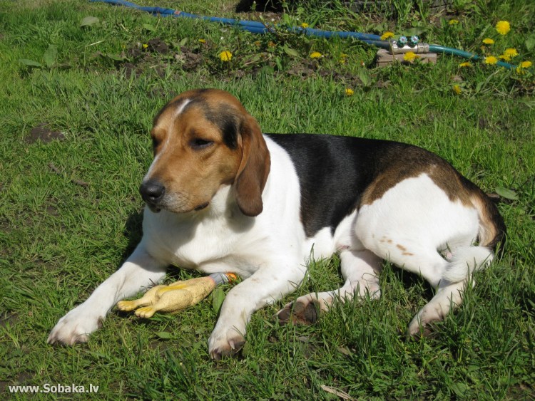 Эстонская гончая толстая