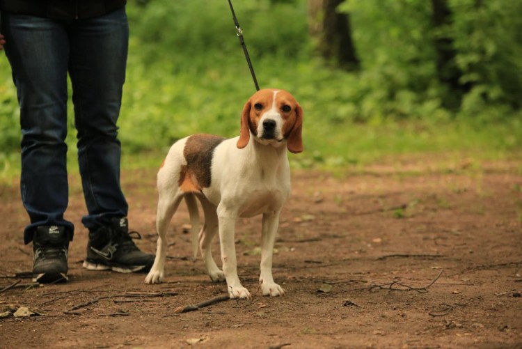 Эстонская гончая Назоро