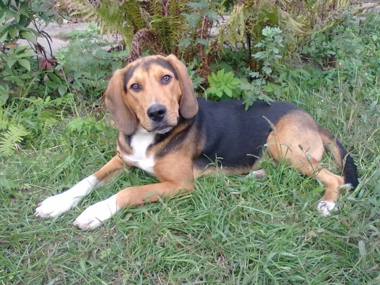 Эстонская гончая чепрачный