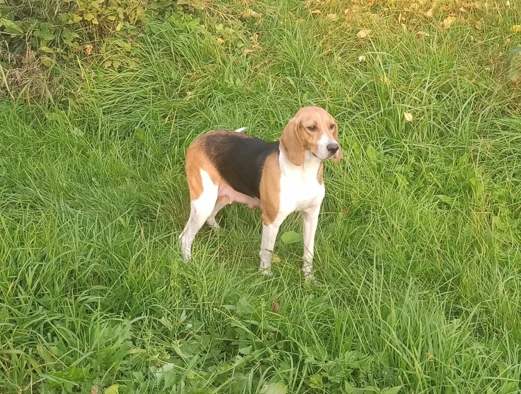 Эстонская гончая чепрачный