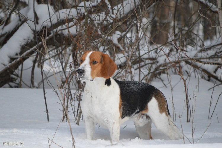 Эстонская гончая Назоро
